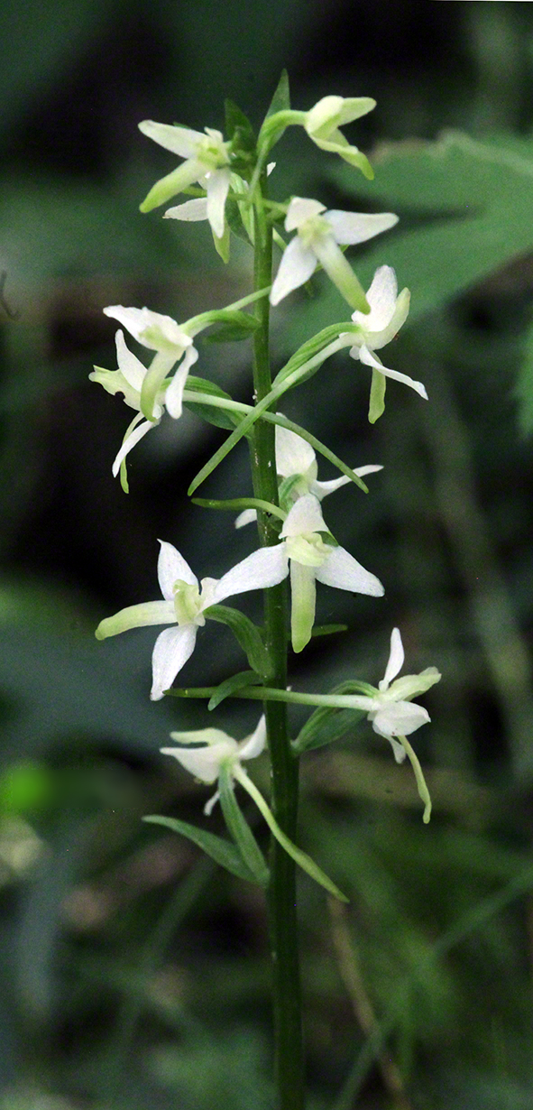 Platanthera bifolia – zweiblättrige weiße Waldhyazinthe